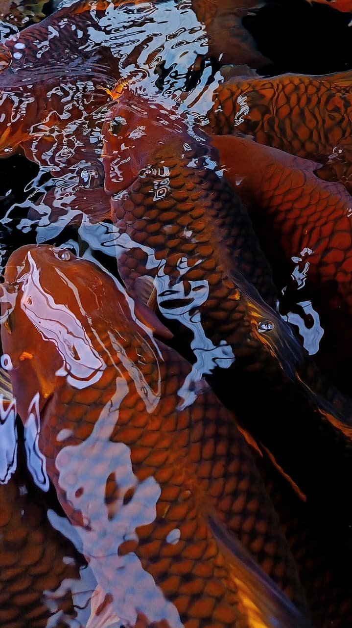 Launching System HFF Lelang