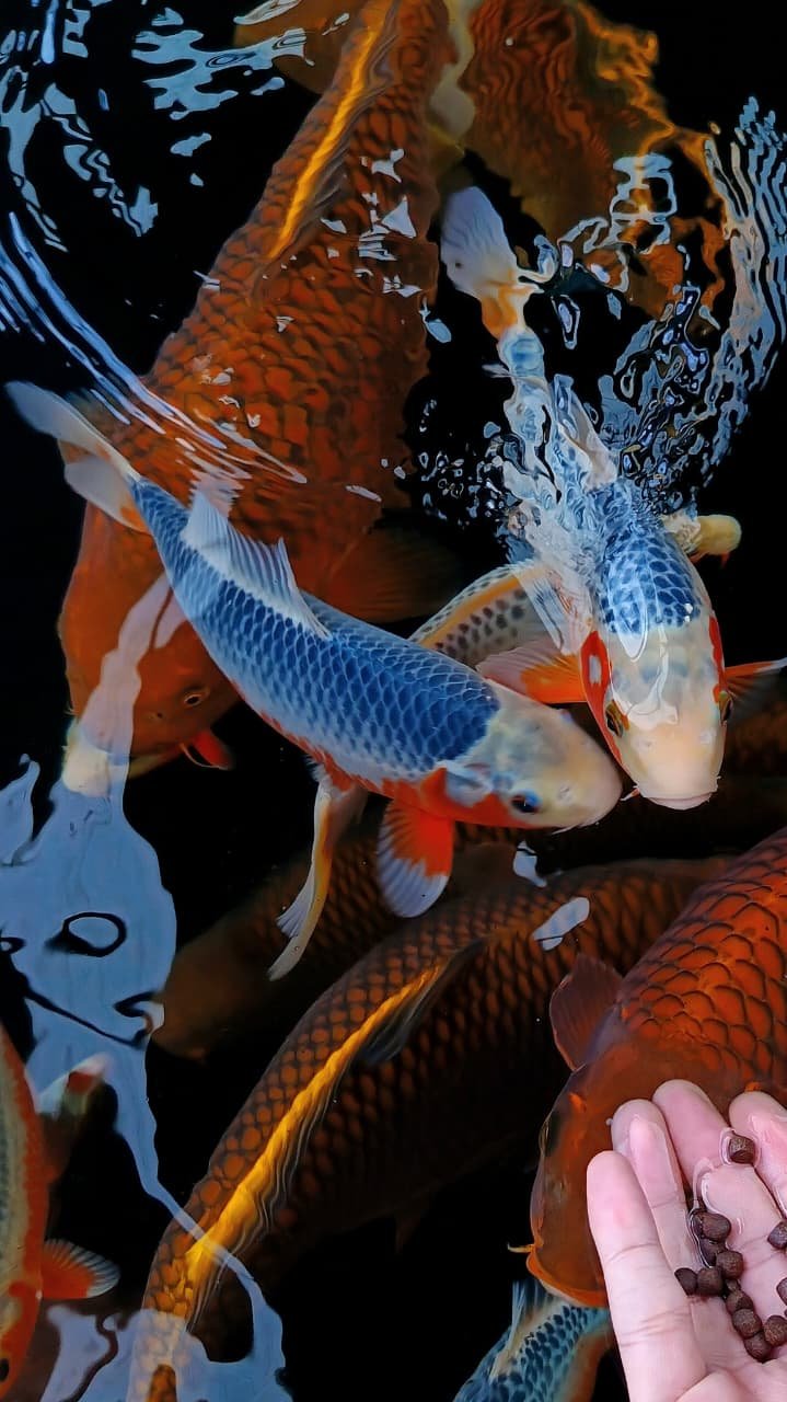 Launching System HFF Lelang