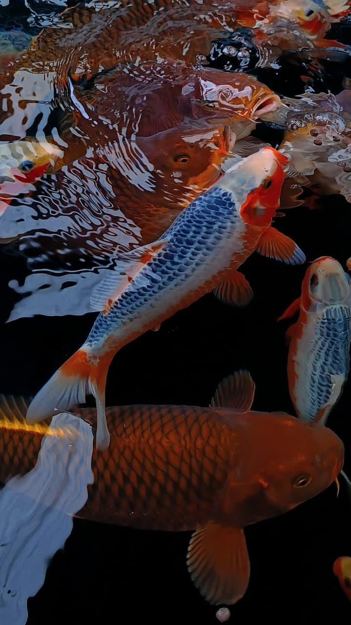 Launching System HFF Lelang