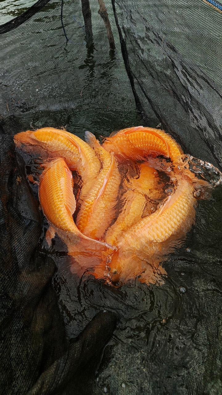 Launching System HFF Lelang