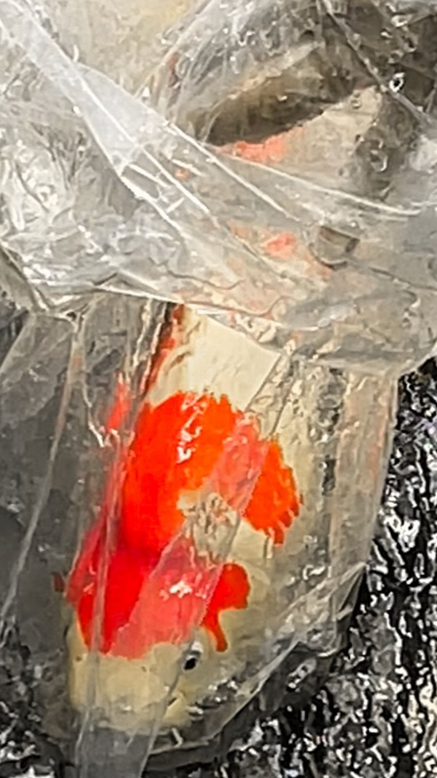 Launching System HFF Lelang