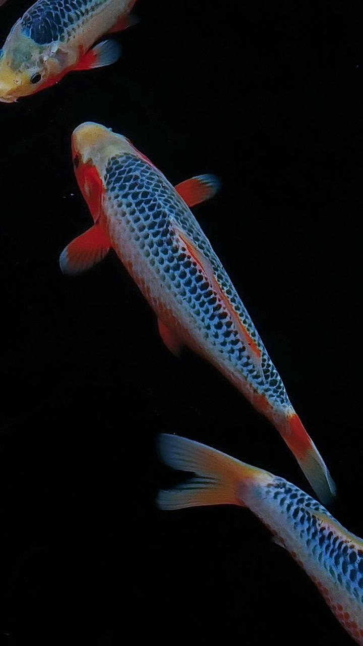 Launching System HFF Lelang