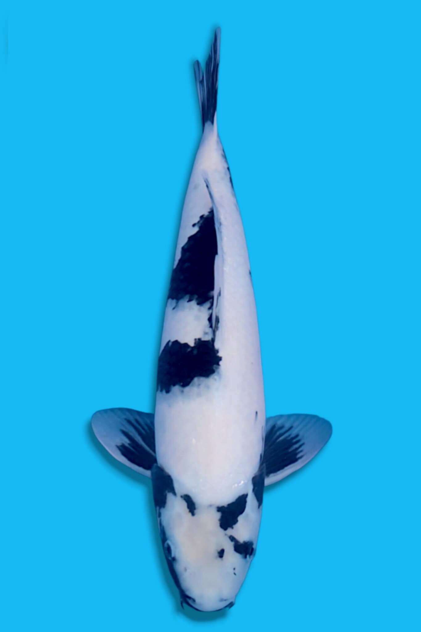 SHIRO OMOSAKO BAHAN KEEPING PROSPEK