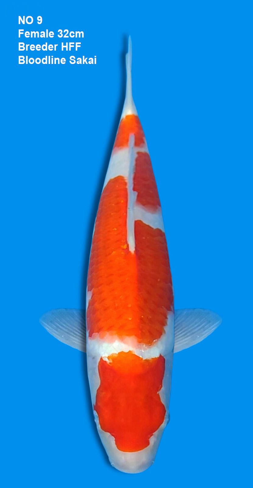 KOHAKU,FEMALE,32CM