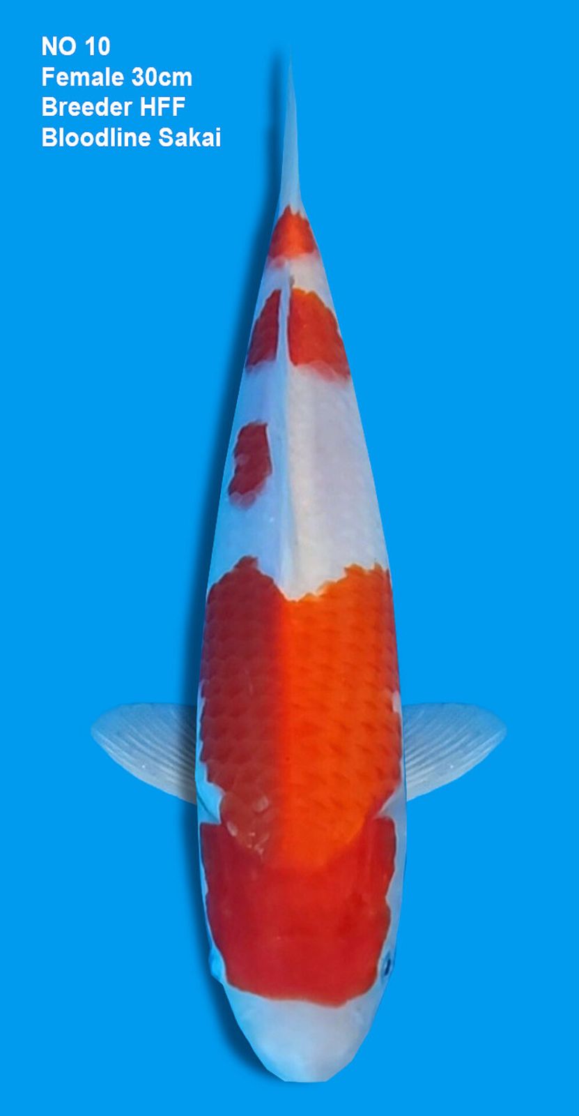 KOHAKU,FEMALE,30CM