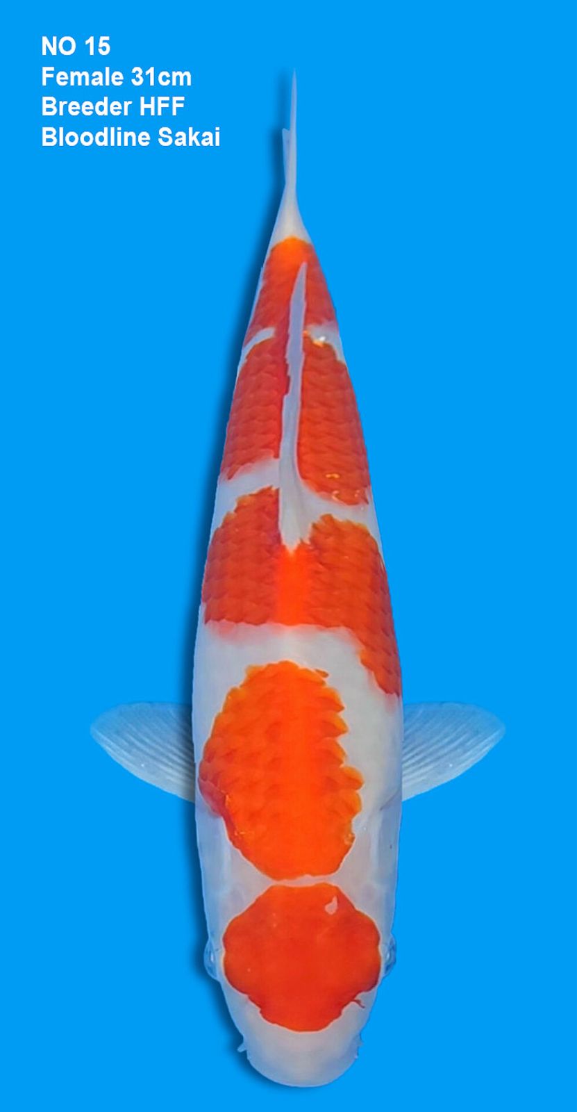 KOHAKU,FEMALE,31CM