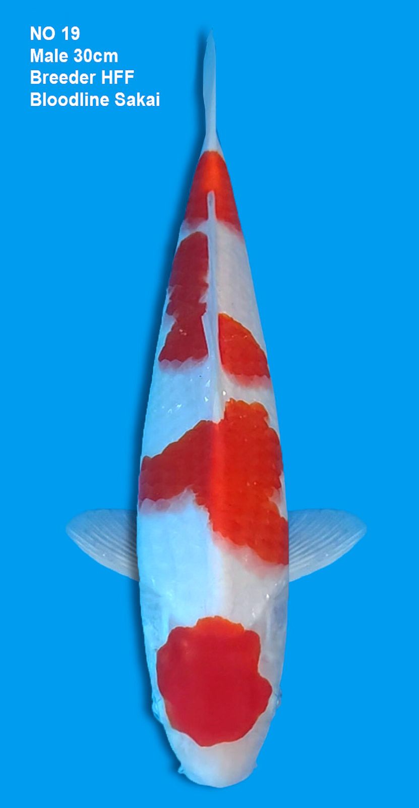 KOHAKU,MALE,30CM