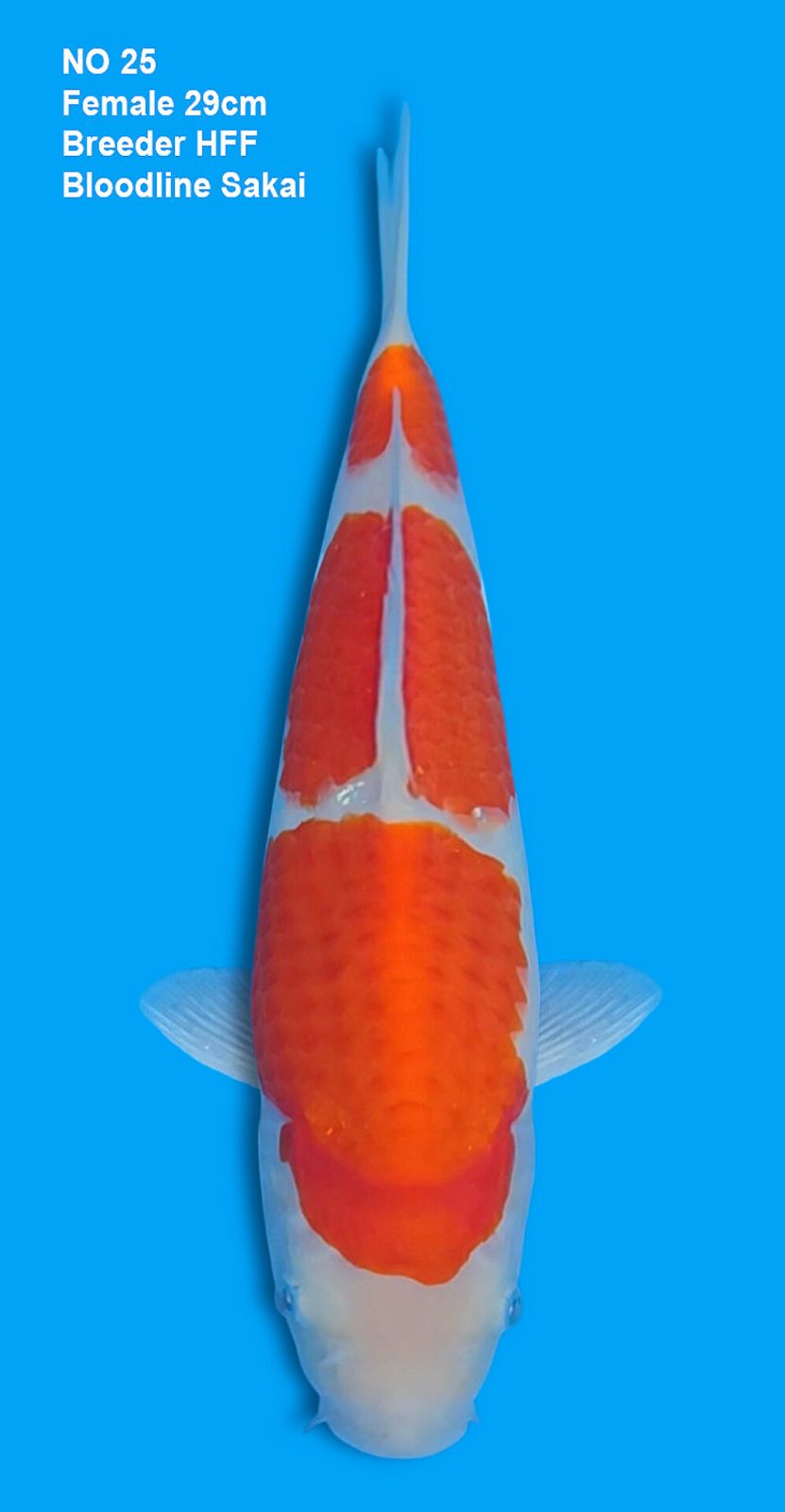 KOHAKU,FEMALE,29CM
