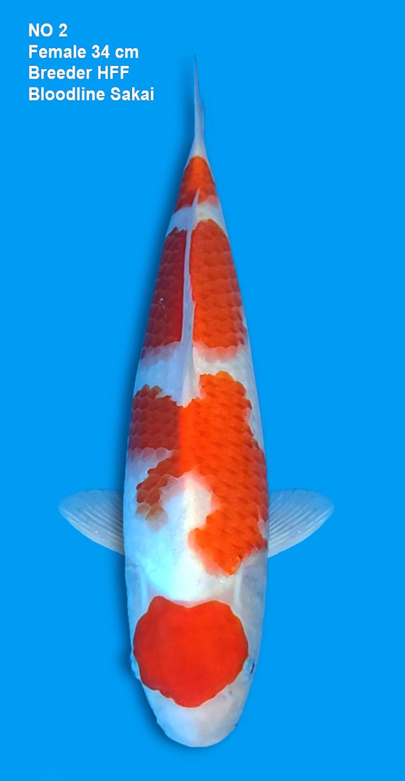 KEEPING CONTEST, KOHAKU BLOODLINE SAKAI, BREEDER HFF