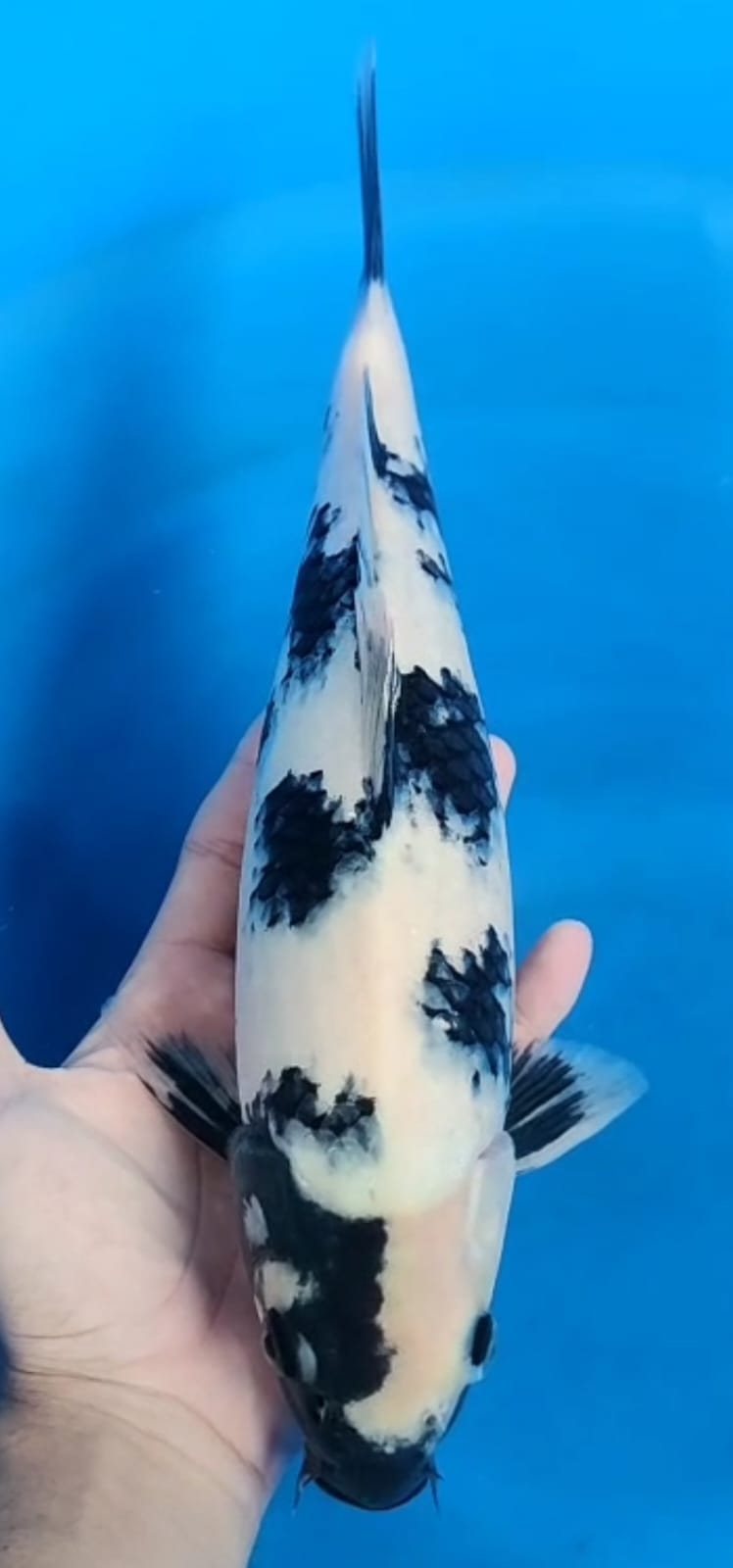 Tategoi Bahan keeping