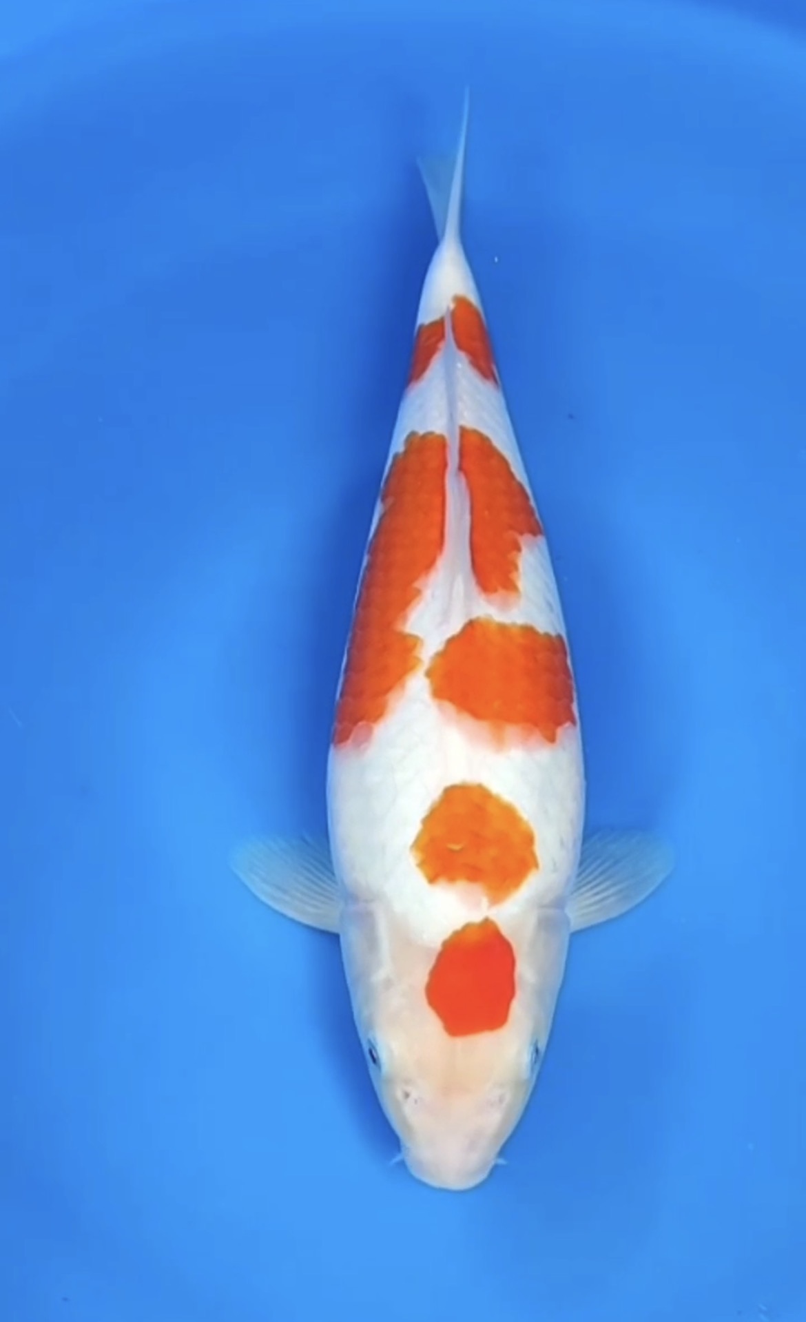 Kohaku BL Matsue 36cm