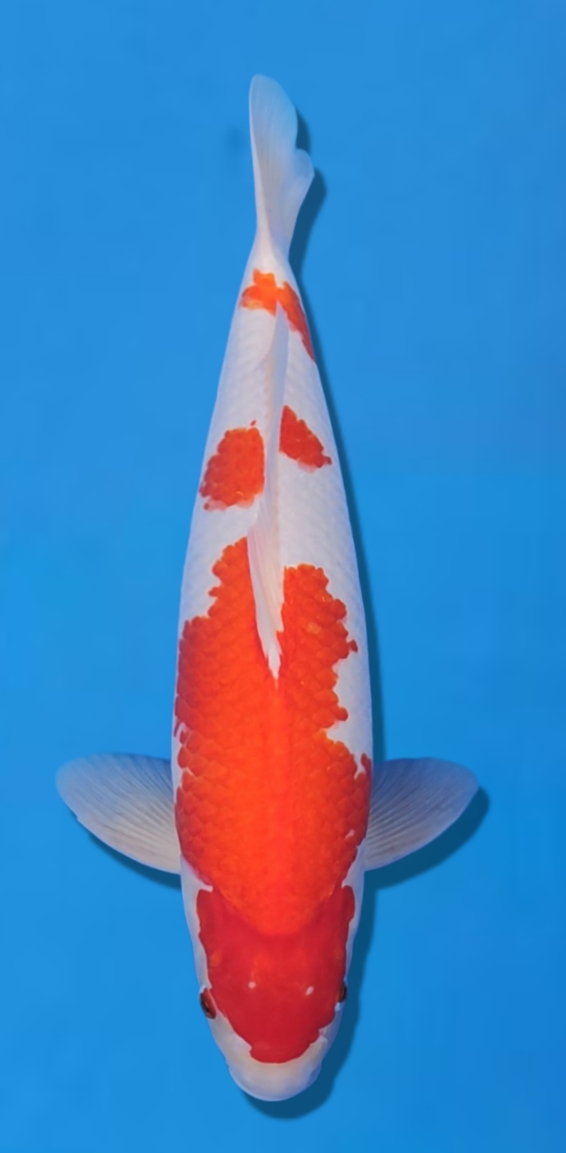 Kohaku BL Matsue 42cm
