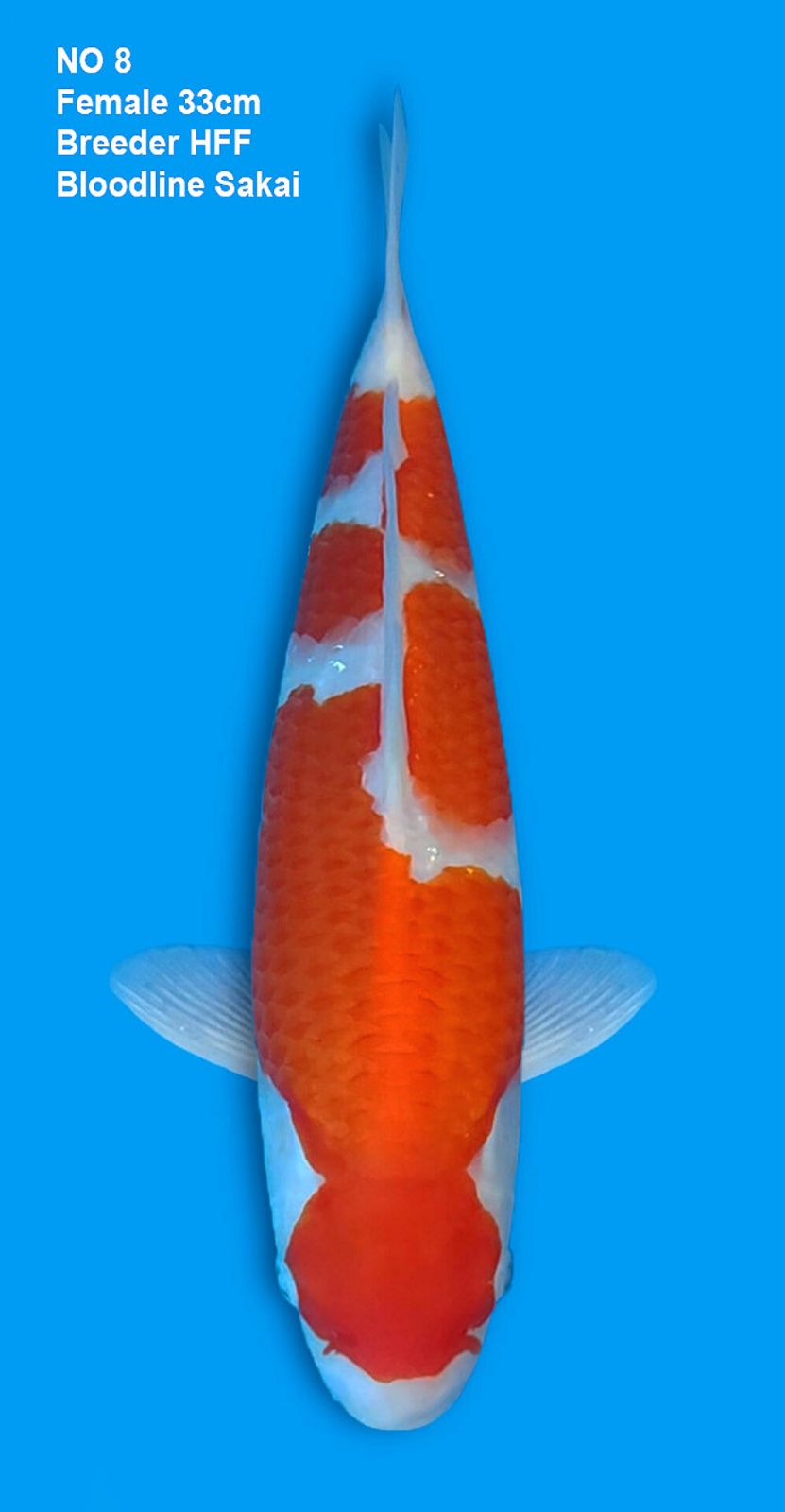 KOHAKU,FEMALE,33CM